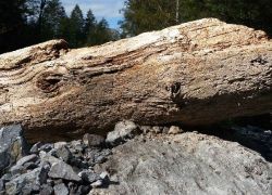 Die «Arche» ist in der Lutz im Grossen Walsertal gelandet...